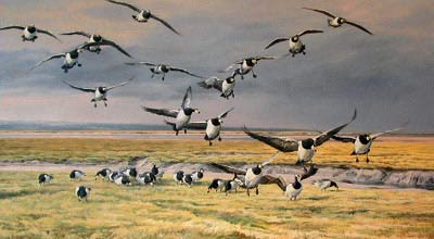 Barnacle Goose,  Branta leucopsis: reference drawings